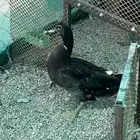 بط للبيع 2 ذكور الرجاء التواصل على الرقم الظاهر امامكم