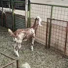 جفار وشح صنف مضاريع لا تفوتك