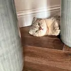 قط سكوتش تربل فولد