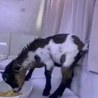 ماعز قزمي