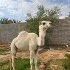 بكرة باتلية كفو