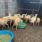خرفان تربية بلدي