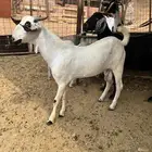 مشروع فحل بيشي صنف