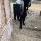 عارضيه دفيع بالاحساء