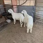 طليان حرية طيبه العدد 2