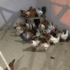 مجموعه دجاج وديوك انراع مختلفه صحه ونظافه