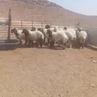طليان نعيم
