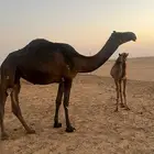 خلفه مجهم