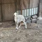 رخل ثنيه