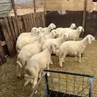 بهم حري شي فاخر