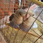 روز للبيع العدد 2