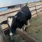 ثور العمر اقل من سنه