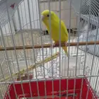 عصفور للبيع