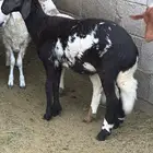 رخل سواكني