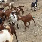 المجارده