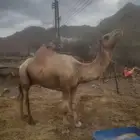 للبيع بعير
