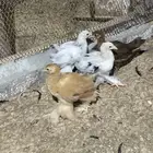 صوص مشكل للبيع