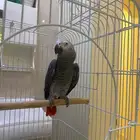 كاسكو افريقي متكلم