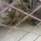 قماري من 15 الي 20 جوز