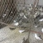 حمام فرنسي