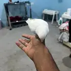 عصفور روز ابيض