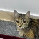 طريف