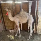 المدينه المنوره ضبوعا