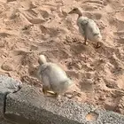 بط بحاله جيده