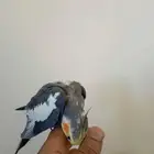 للبيع طير كروان أليف
