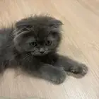 بسه سكوتش همالايا