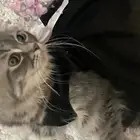 قطط للتبني