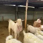 تيس مصري صنف