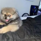 Pomeranian