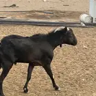 تيس فحل