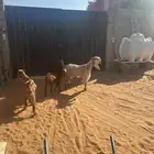 عنز طيبه سديس متبع بتيس وجفره