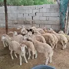 رخيل بلدي للبيع