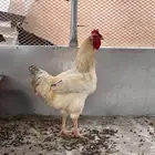 دجاج للبيع