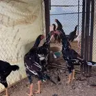 فروخ دجاج سندي بيور