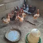 دجاج بلدي