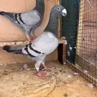 جوز هومر فاخر
