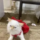 قطع للتبني الخرج