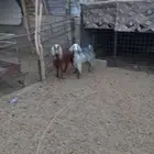 للبيع جفار ثنيان