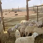 بهم حري للبيع