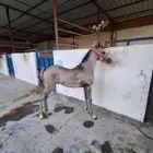 مهر شعبي 3 شهور للبيع