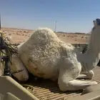 الدوادمي