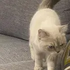 قطوه لتبني