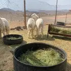 رخال البيع