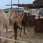 ثلاث قعدان مفاريد بريات