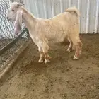 تيس عارضي اصفر وحفار