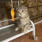 سكوتش فولد تايقر بيور للبيع